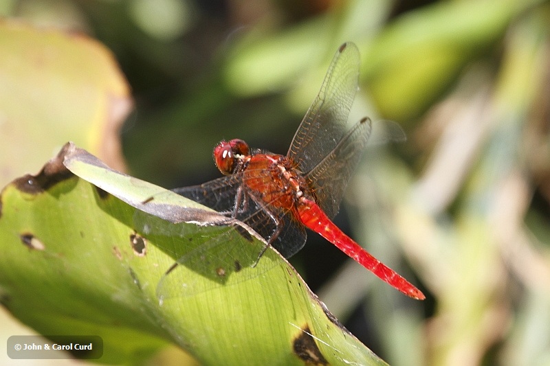 J01_1633 Rhodothemis rufa.JPG